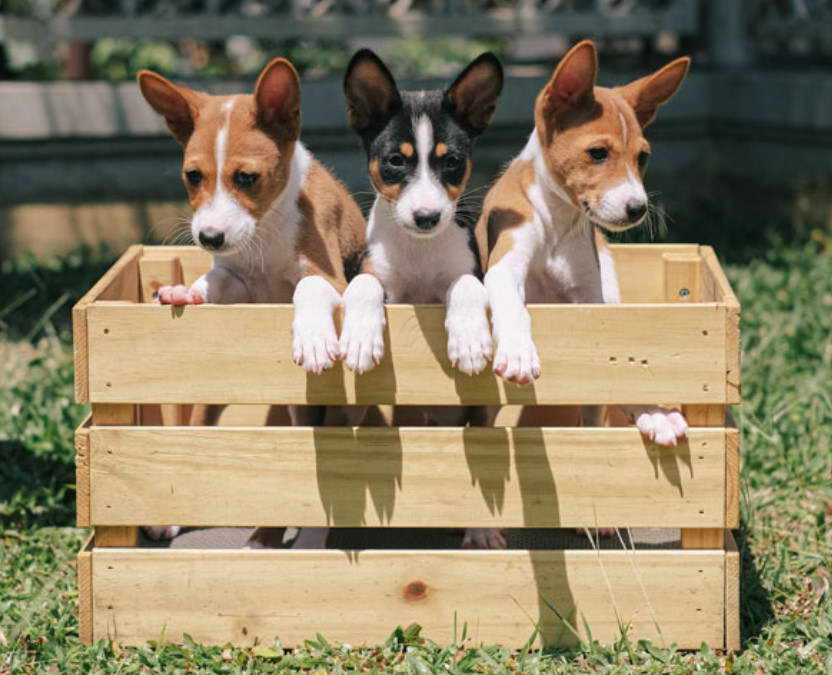 Basenji Terrier Mix For Sale