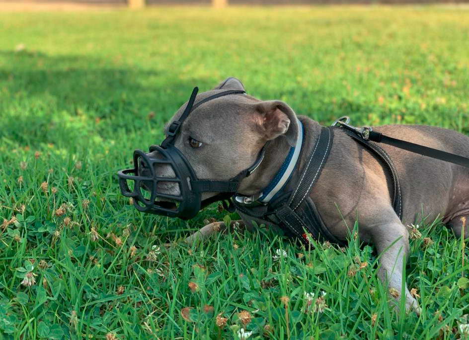 Baskerville Muzzle Staffordshire Bull Terrier