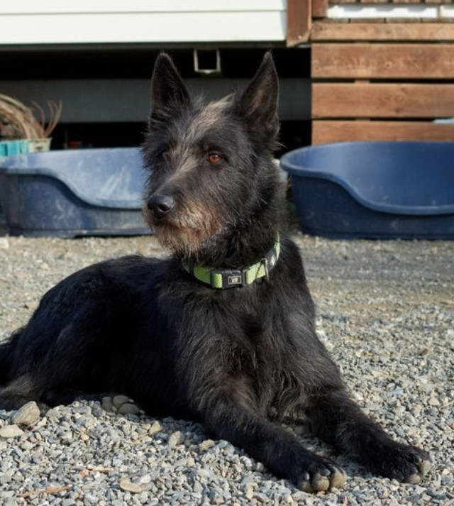 Basset Hound Scottish Terrier Mix