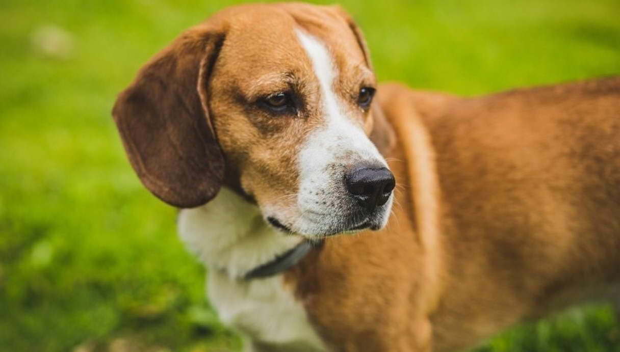 Beagle Terrier Mix Life Expectancy