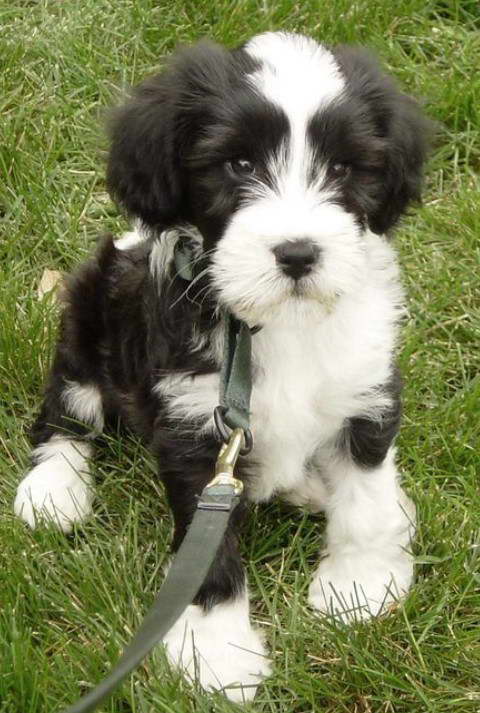 Bearded Collie X Tibetan Terrier