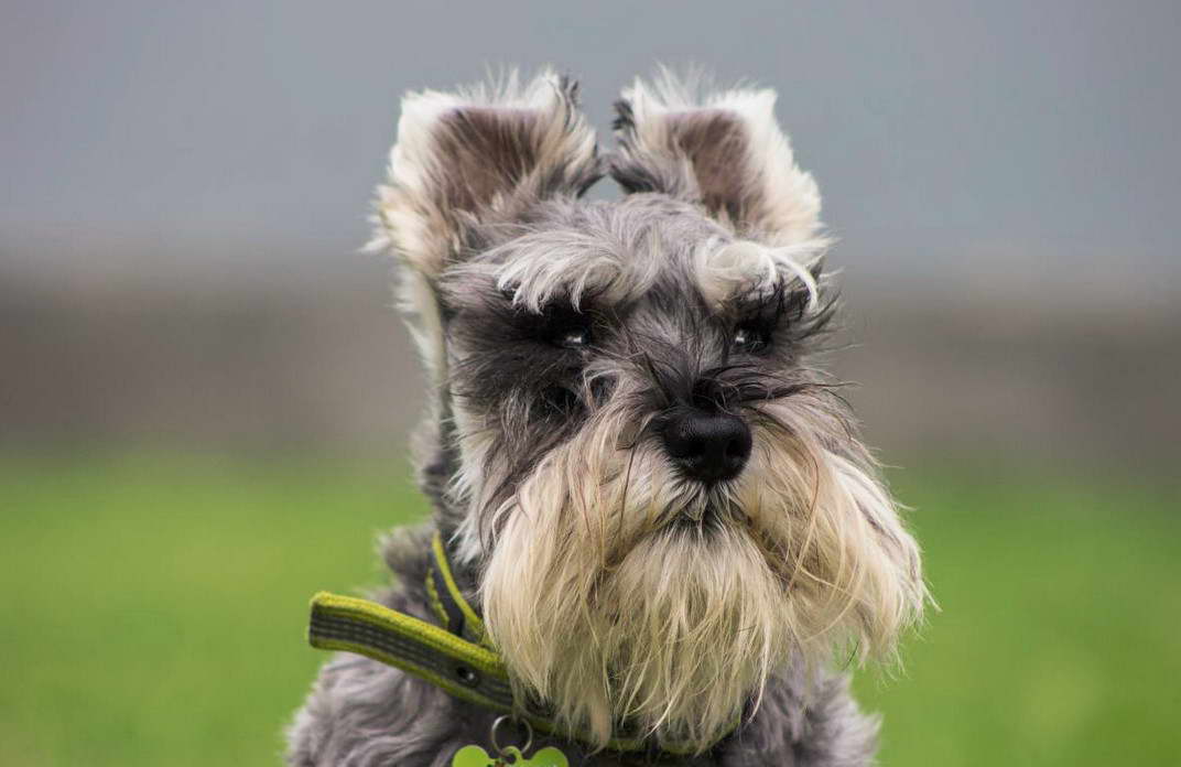 Bearded Terrier Dog