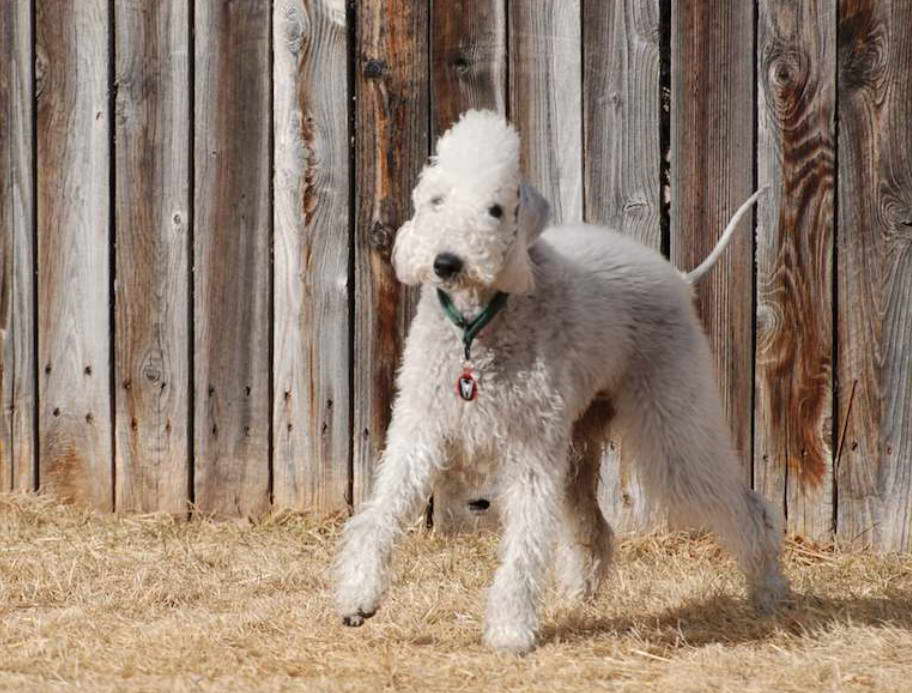 Bedlington Terrier Colors Liver