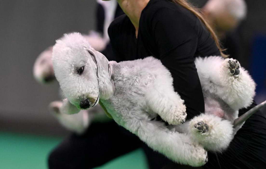 Bedlington Terrier Crufts