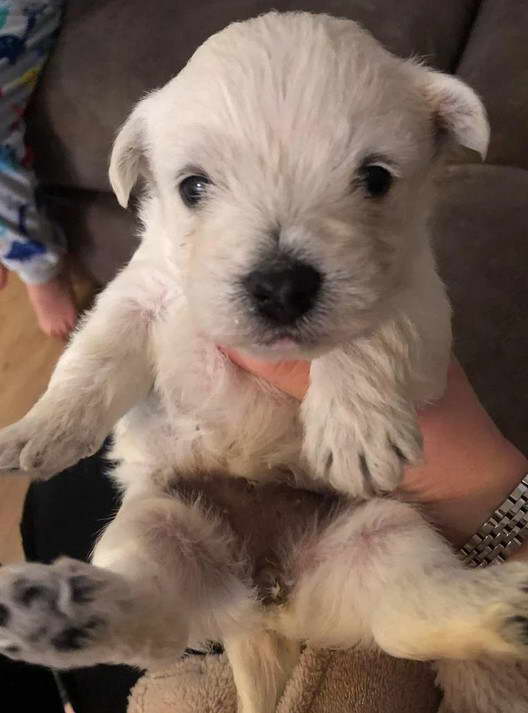 Bedlington Terrier For Sale Lancashire