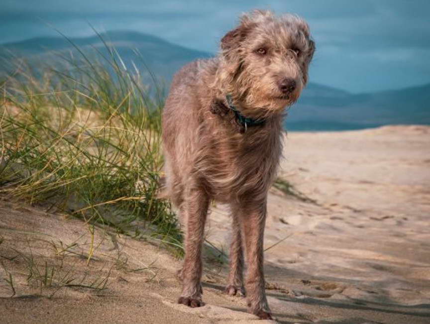 Bedlington Terrier Greyhound Cross