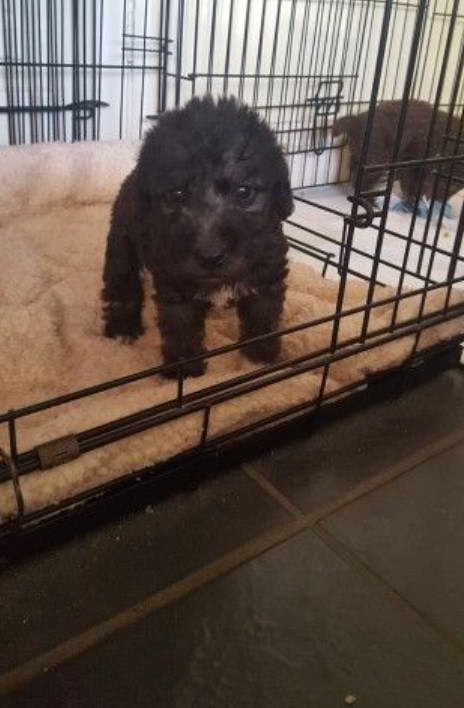 Bedlington Terrier Pups For Sale County Durham