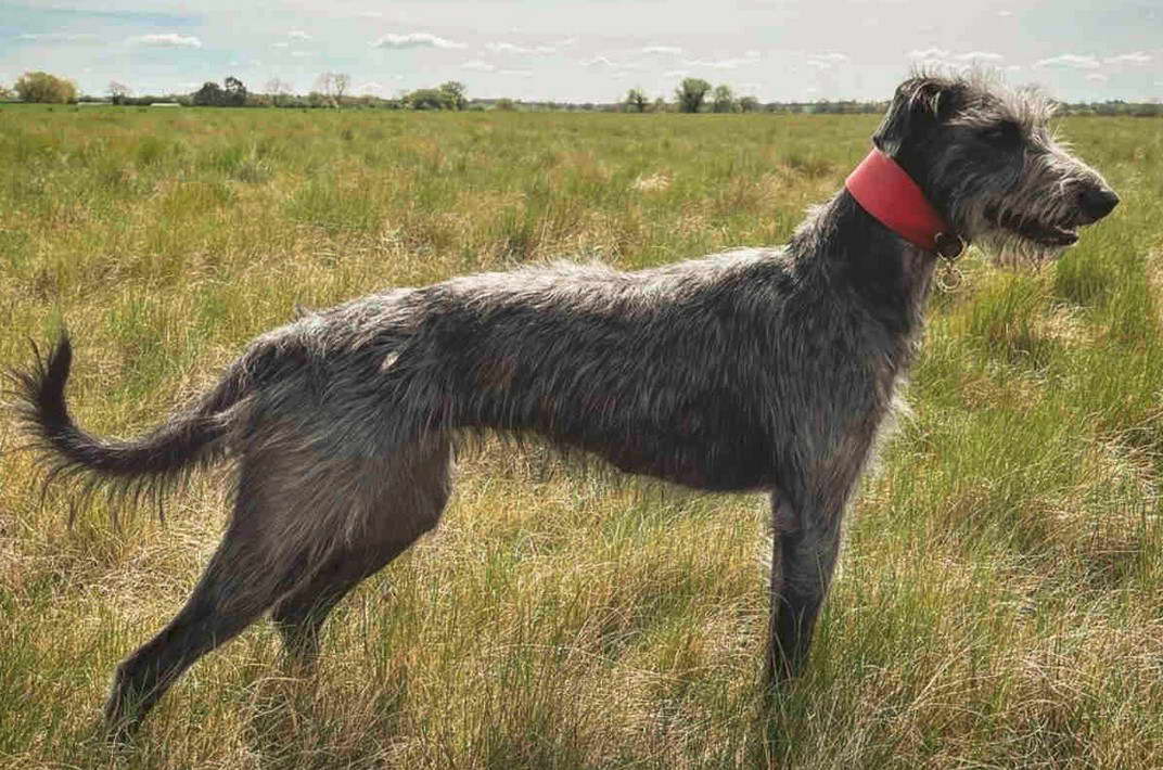 Bedlington Terrier Temperament