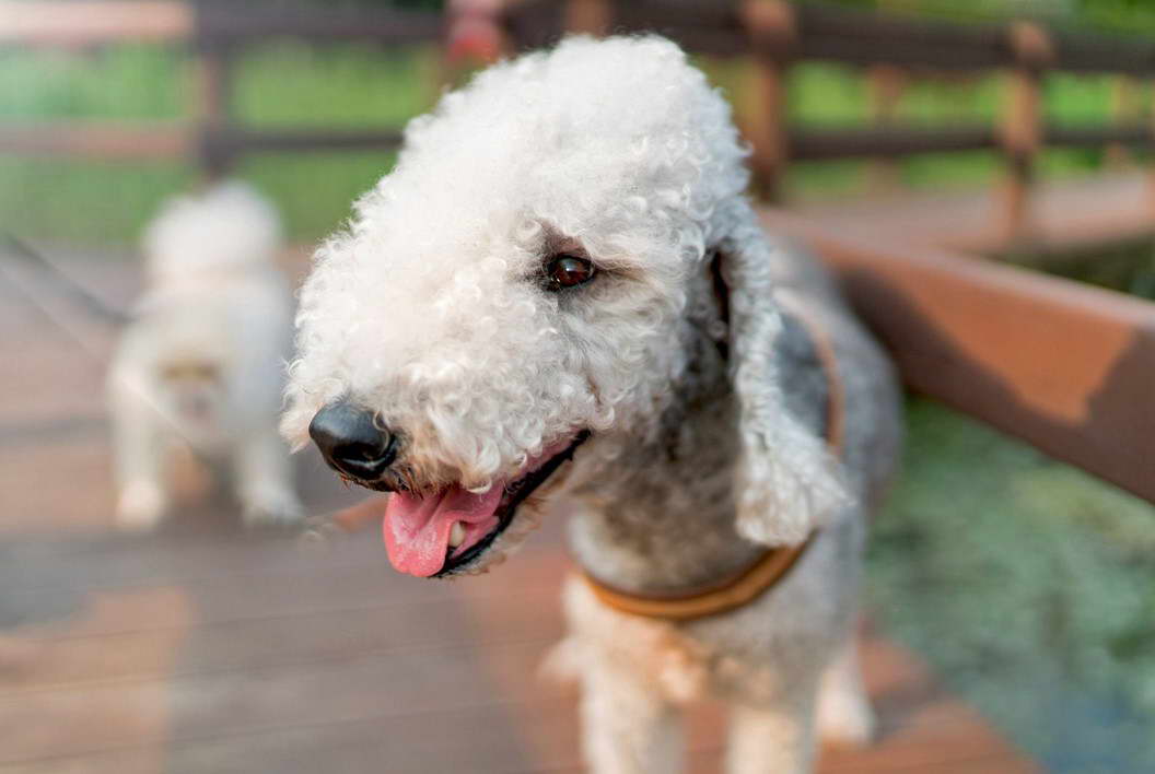 Bedlington Terrier Training