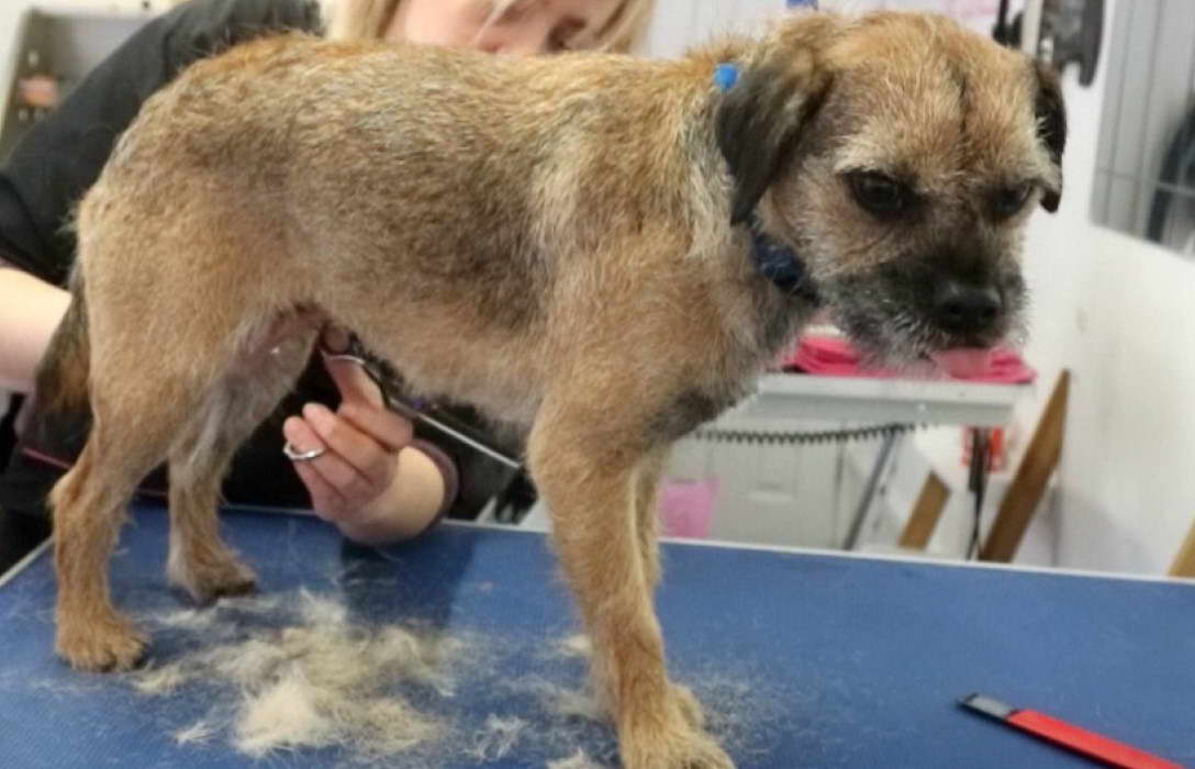 Best Clippers For Border Terrier