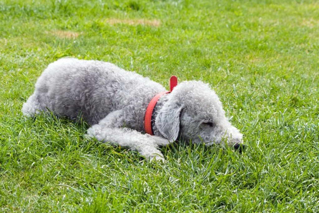 Best Food For Bedlington Terrier Uk