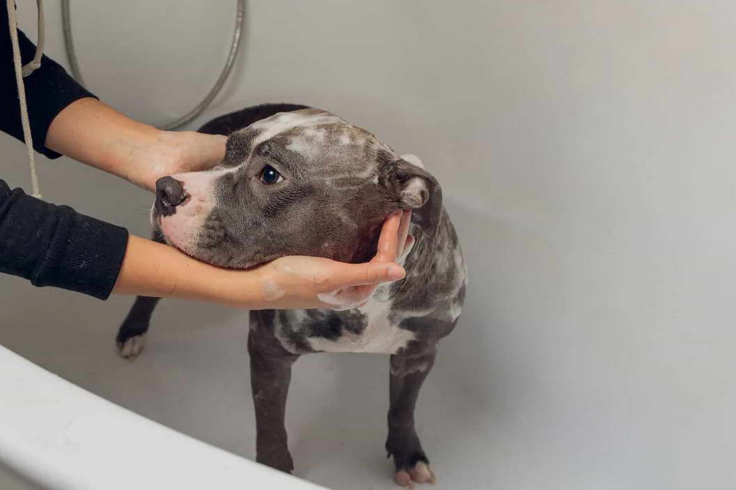 Best Shampoo For American Staffordshire Terrier