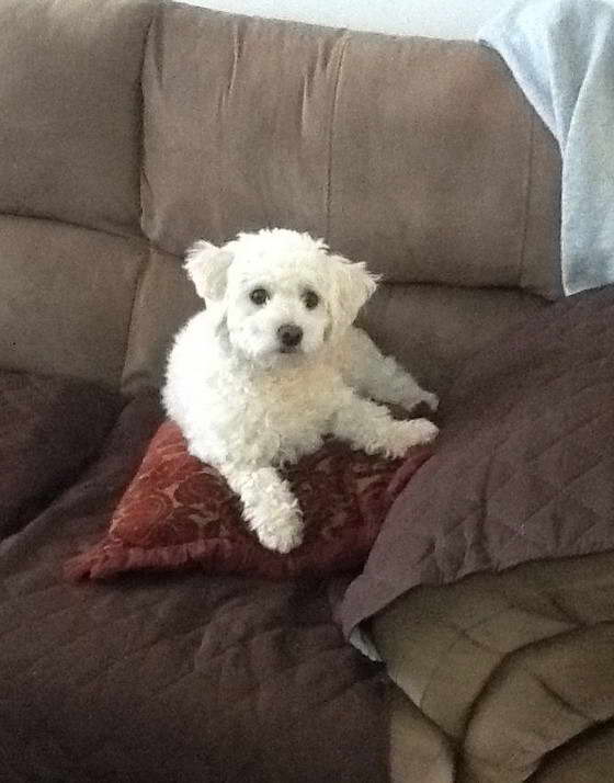 Bichon Frise Fox Terrier Mix