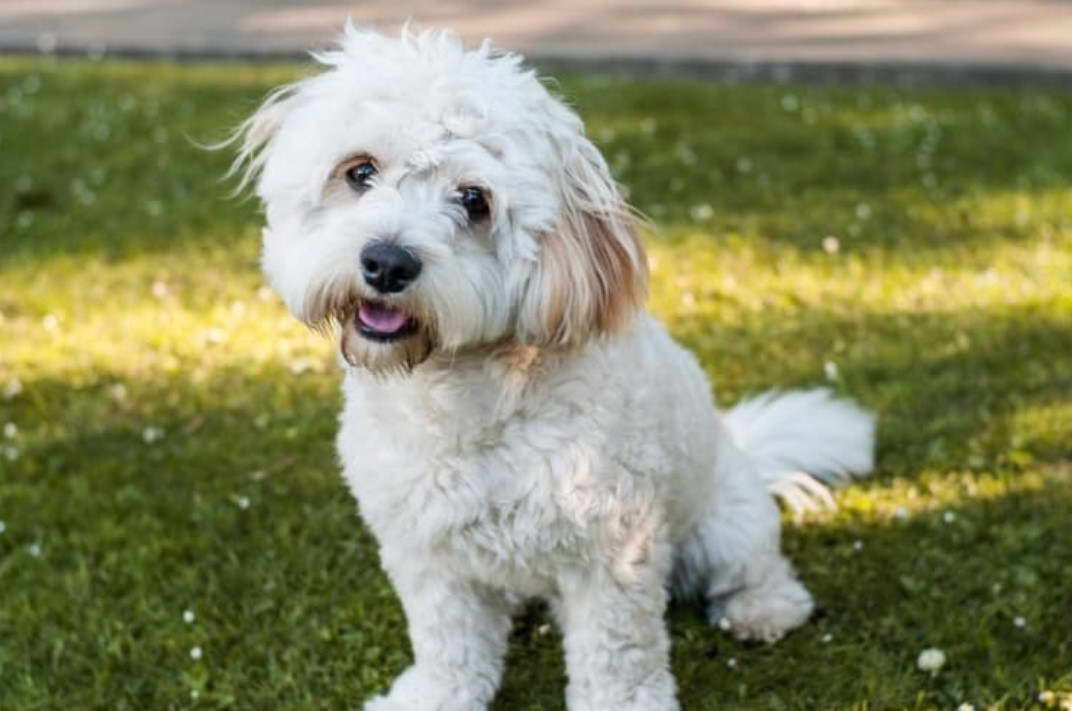 Bichon Frise Wheaten Terrier Mix