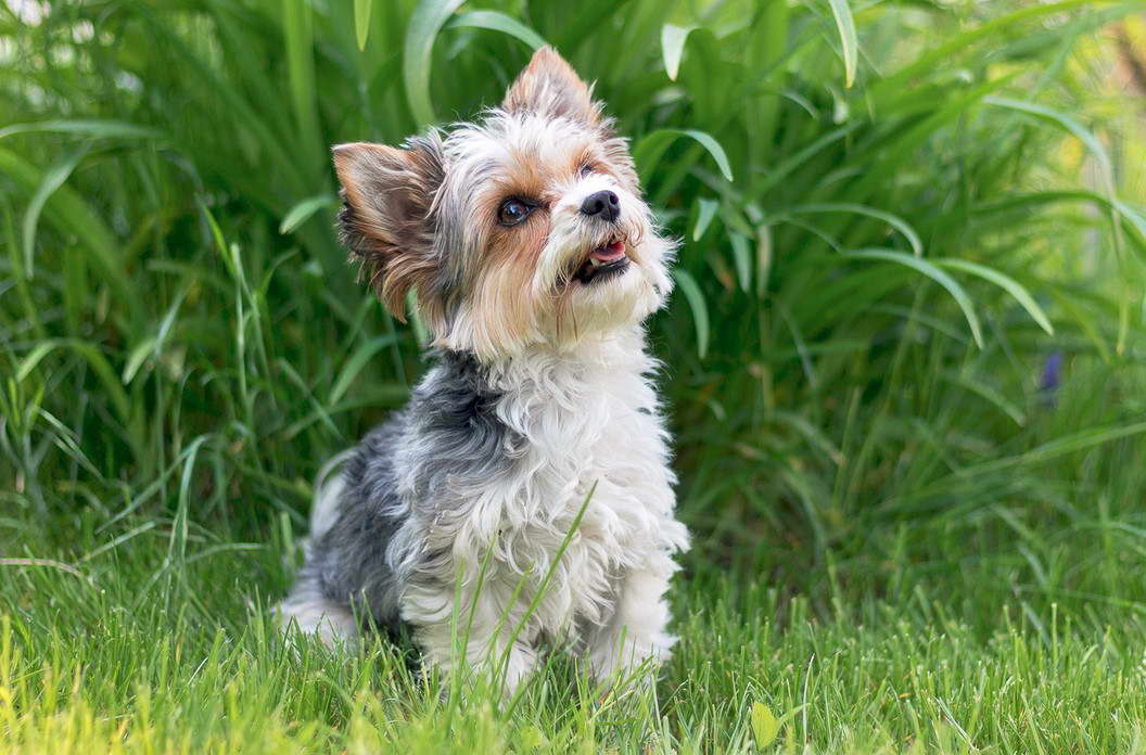 Biewer Yorkshire Terrier Temperament