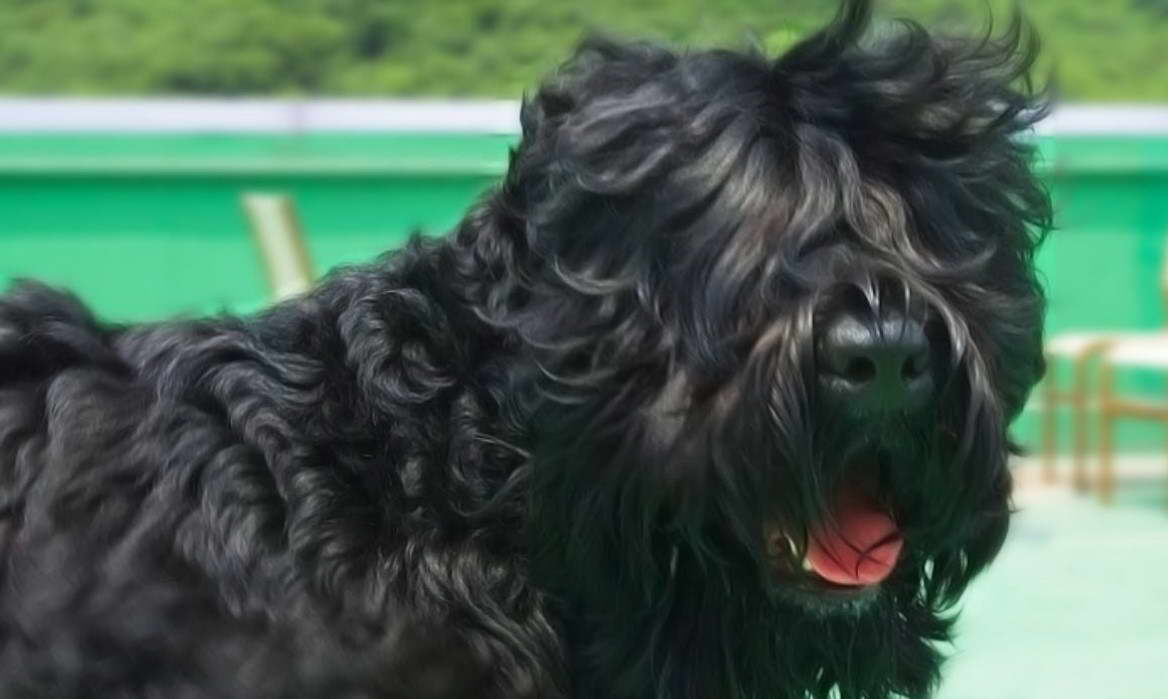 Big Black Russian Terrier