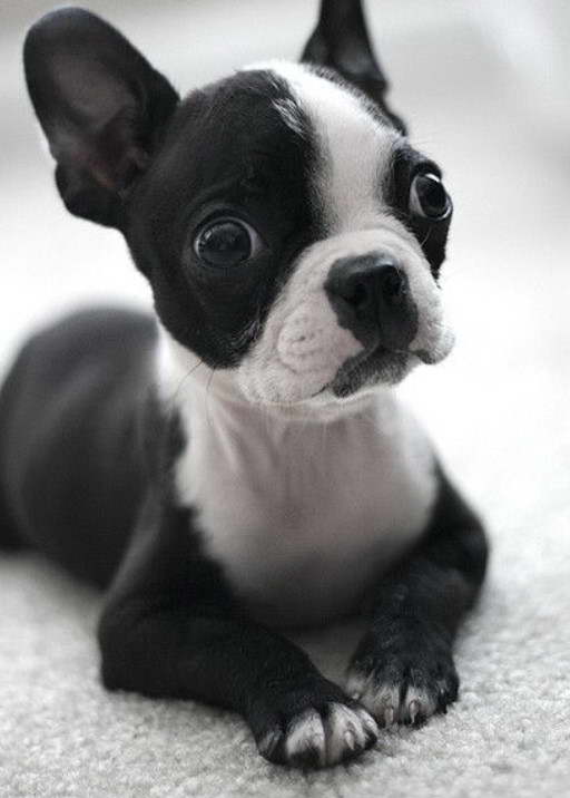 Black And White Boston Terrier Puppy