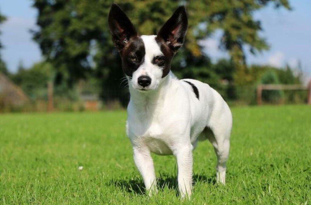 Black And White Chihuahua Terrier