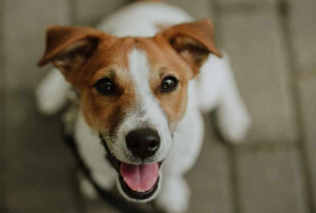 Black Lab And Jack Russell Terrier Mix