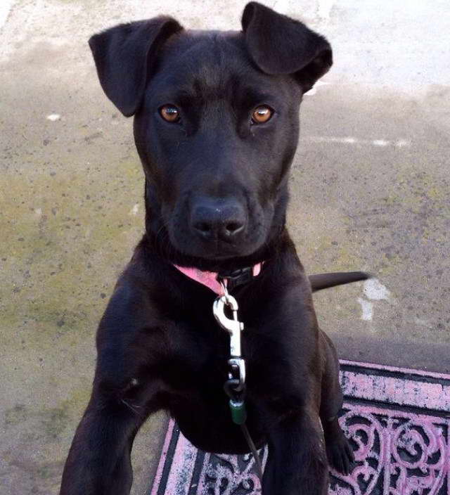 Black Lab Terrier