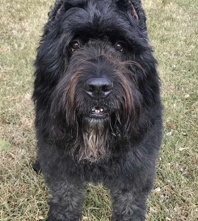 Black Russian Terrier Bouvier Des Flandres