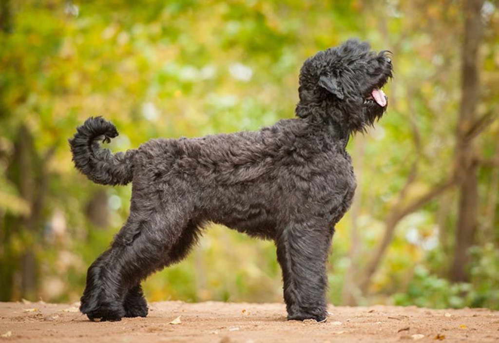 Black Russian Terrier Groom Standards