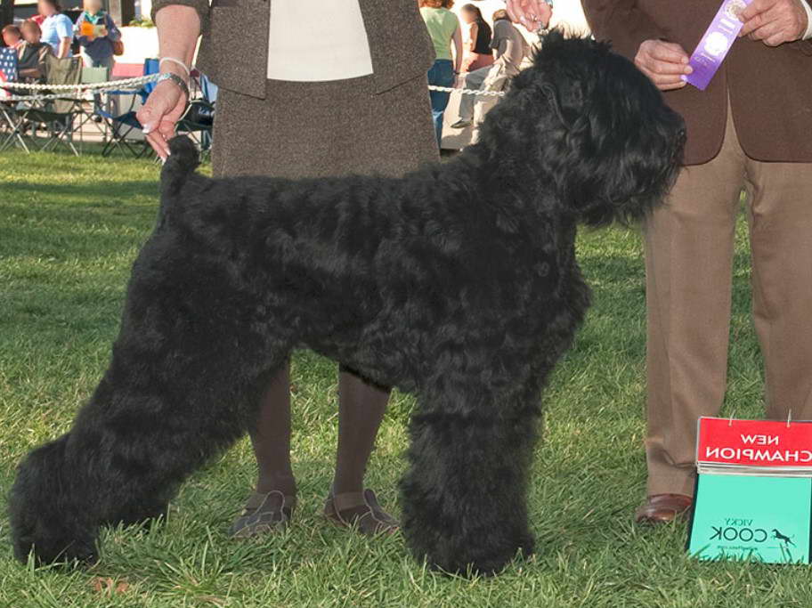 Black Russian Terrier Grooming Instructions