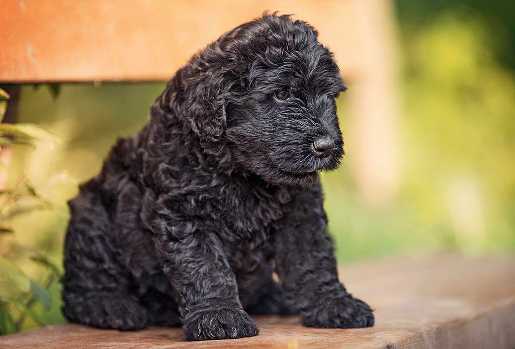 Black Russian Terrier Nc