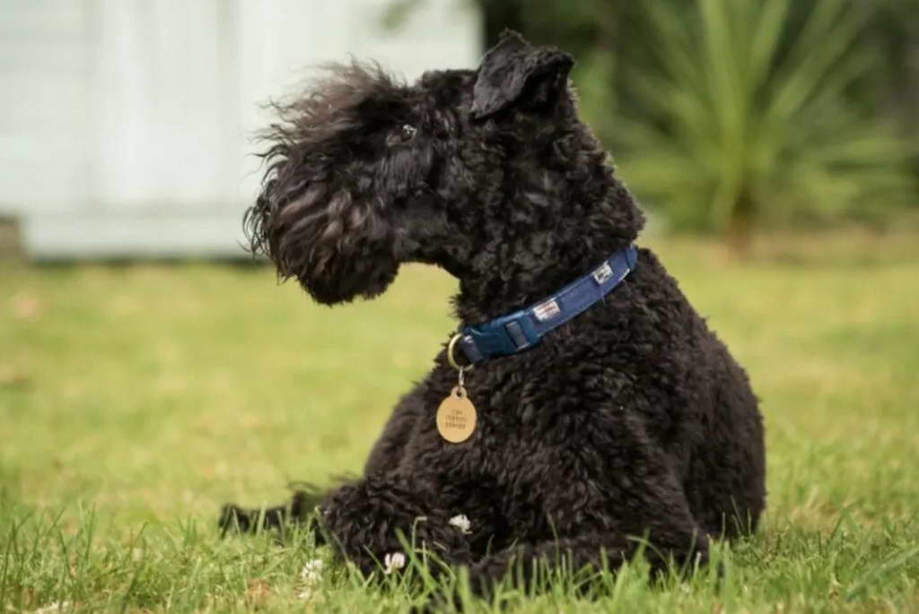 Black Russian Terrier Price Range