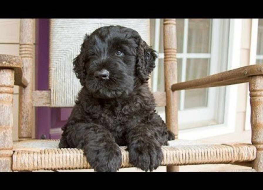 Black Russian Terrier Youtube