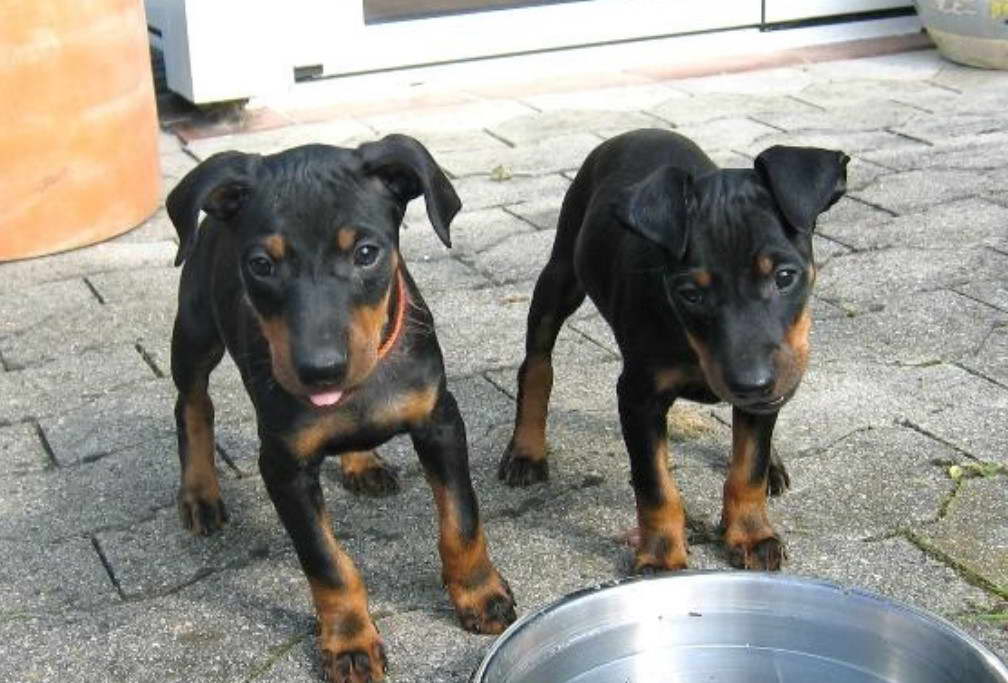 Black Thumb Manchester Terrier