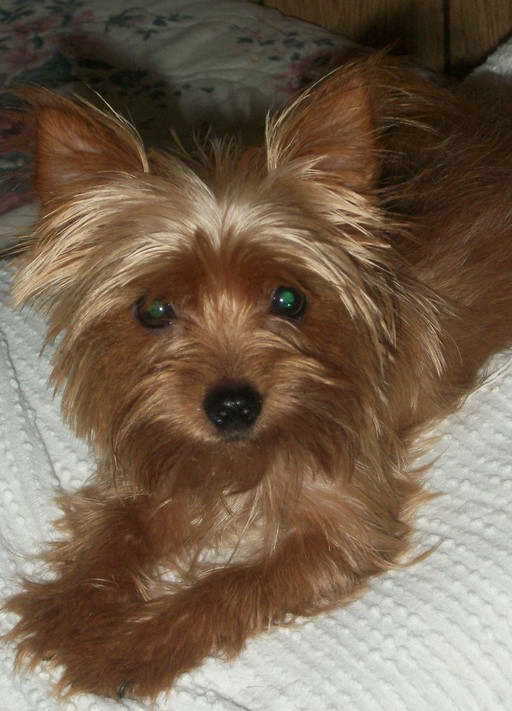 Blonde Yorkshire Terrier Puppies