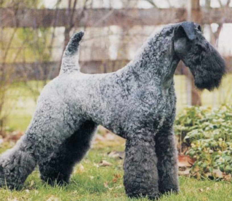 Blue Airedale Terrier