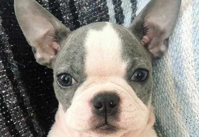 Blue Gray Boston Terrier