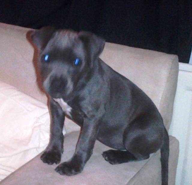 Blue Staffordshire Terrier Puppy For Sale