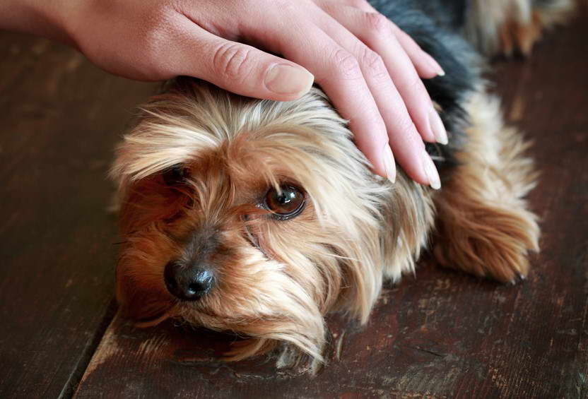 Bluebonnet Yorkshire Terrier Rescue