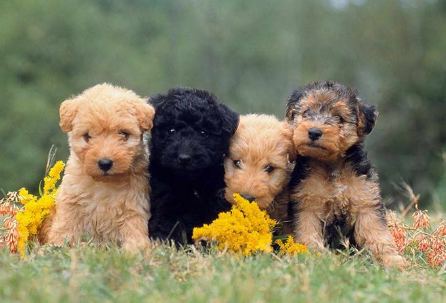 Border Lakeland Terrier Puppies