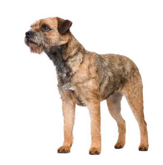 Border Terrier Animal Planet