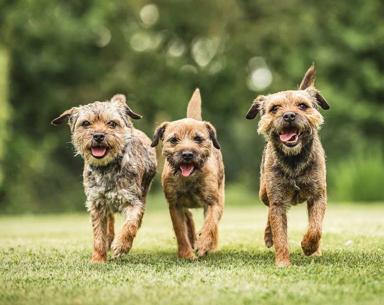 Border Terrier Breeders London