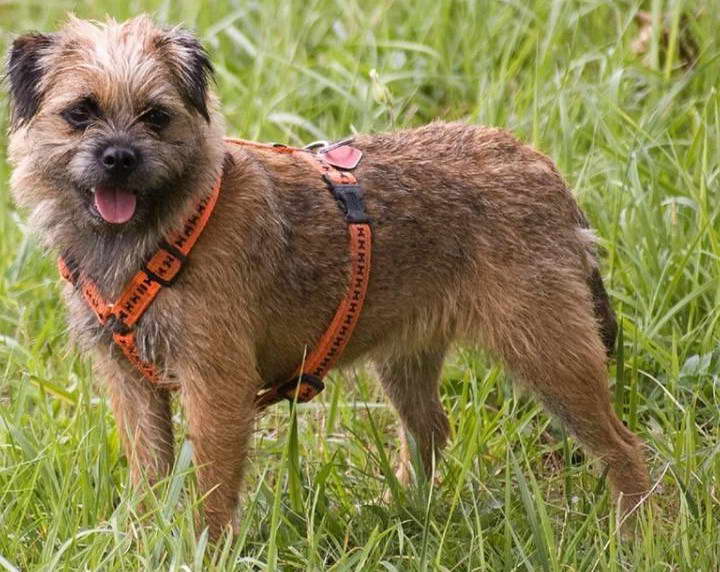 Border Terrier Breeders South Africa