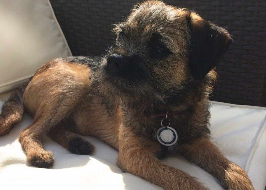 Border Terrier Colors Grizzle Tan