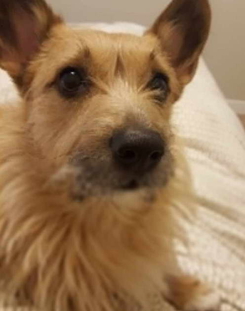 Border Terrier Corgi Mix