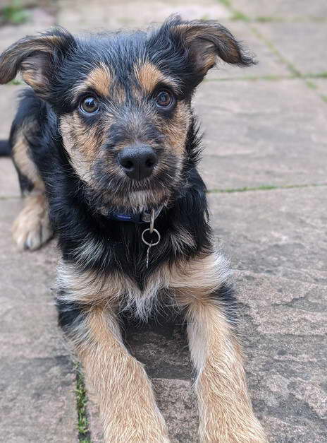 Border Terrier Cross Border Collie