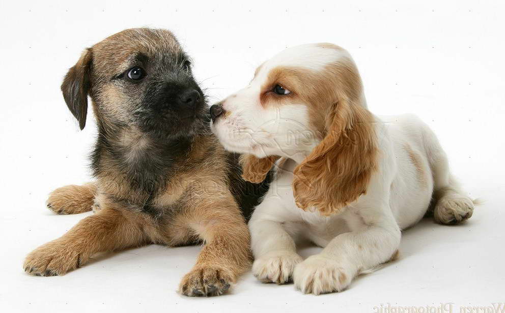 Border Terrier Cross Cocker Spaniel