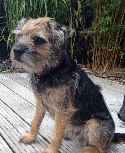 Border Terrier Cross Yorkshire Terrier