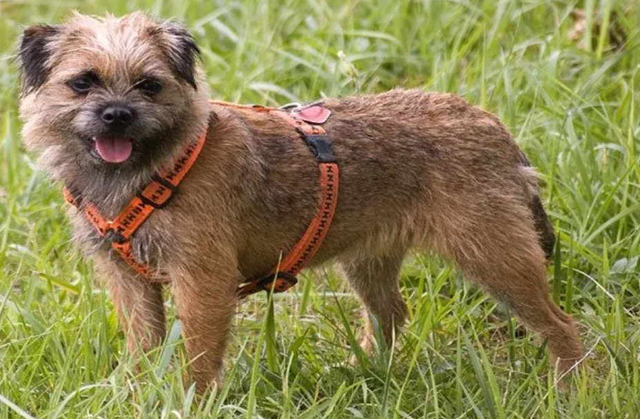 Border Terrier Diet