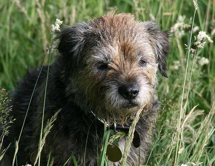 Border Terrier Ear Problems