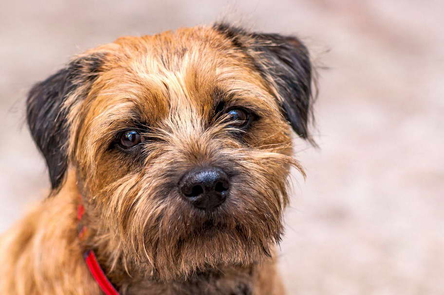 Border Terrier Edmonton