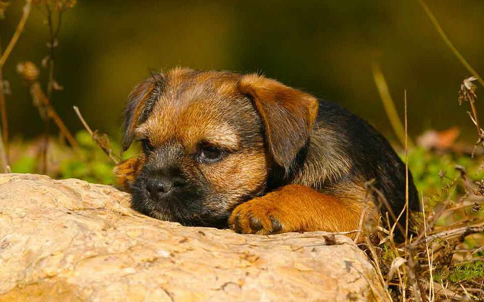 Border Terrier Fits