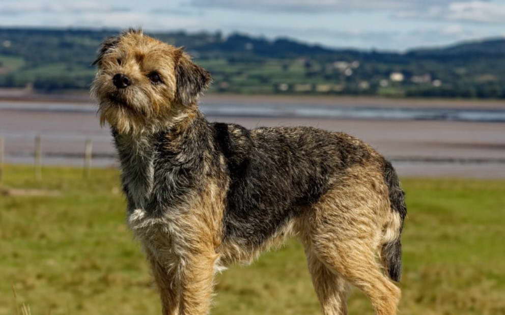 Border Terrier For Sale Scotland